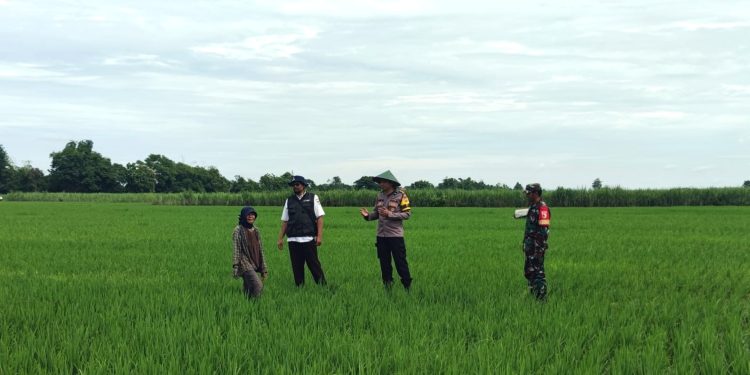 Program Ketahanan Pangan, Bhabinkamtibmas Polsek Grogol Bersama Babinsa Dampingi PPL Pertanian