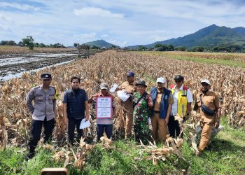 Dukung Ketahanan Pangan, Bhabinkamtibmas Polsek Banyakan Panen Jagung