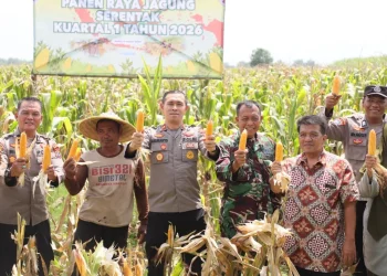 Panen Raya Jagung Serentak Kuartal I 2026, Polri Tegaskan Komitmen Dukung Swasembada Pangan Nasional